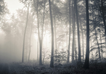 sisley karanlık orman manzarası